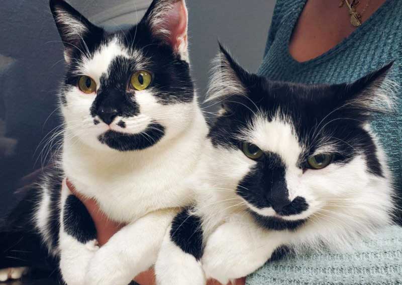 Carousel Slide 3: Cat veterinary care